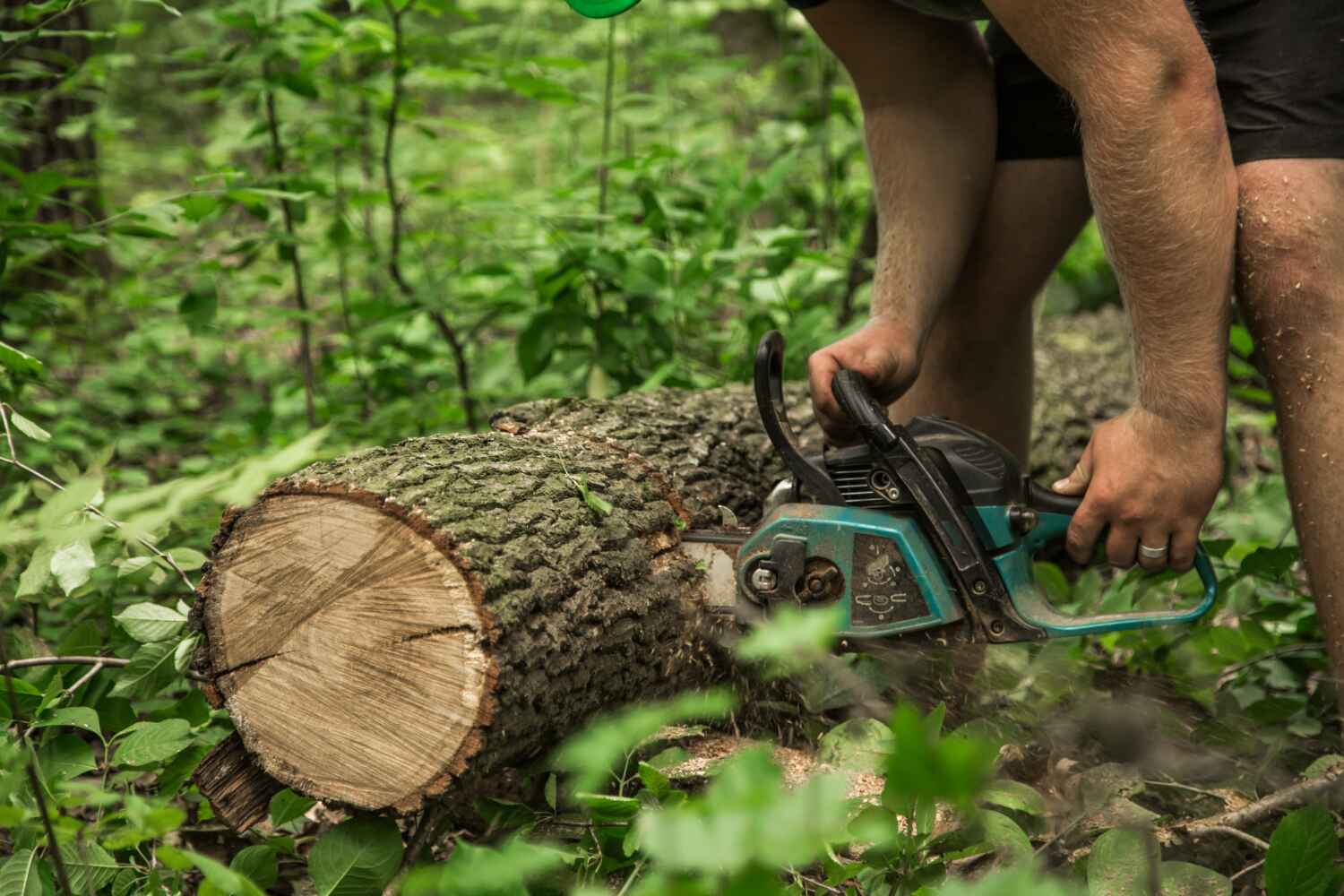 Best Residential Tree Removal  in USA